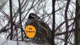 РЯБЧИК-СМЕЛЬЧАК#45