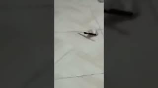 Hamster the killer