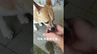 #한잔해 #한모금해 #강아지산책 #절세미견