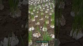 This Garlic Farming Techniques Harvest Garlic Leaves #satisfying #short