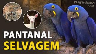 ARARAS-AZUIS no PANTANAL: Ninhos, aves, onças e outras raridades! | Projeto Arara Azul