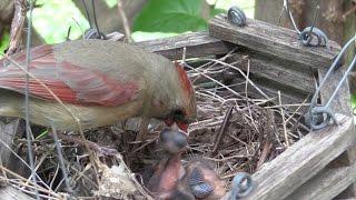 A Pair of Cardinals Nesting --NARRATED