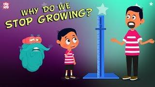 Why Do We Stop Growing? The Dr. Binocs Show | Best Learning Videos For Kids | Peekaboo Kidz