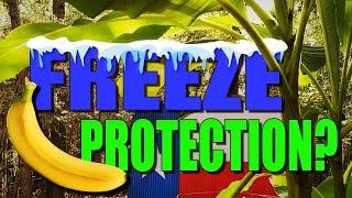 How to Protect Your Banana Tree from a Freeze! Works in zone 8!