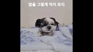 사고뭉치토리지만.소중한내아들