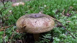 Lactarius plumbeus