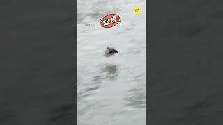 【賞鳥活動】紅冠水雞。飛飛飛