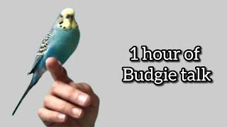 1 hour of talking Budgie Raisin  ~  compilation of his videos