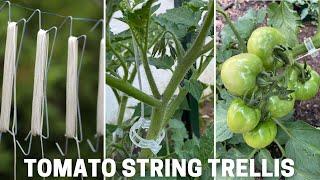 Support tomato plants with string trellis & plastic clips