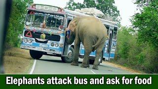 Elephants attack bus and ask for food | हाथियों ने बस पर हमला किया और खाना मांगा