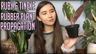 Propagating My Variegated Rubber Plant | Ruby & Tineke Ficus Elastica Cuttings In Water & Soil