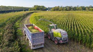 Claas Jaguar 950 + 8 Trailers! Silage 2019 | MARCON