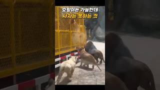 호랑이는 가능한데 사자는 못하는 것