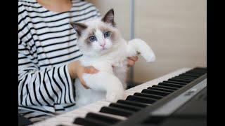 피아노 치는 고양이 / a piano-playing cat