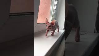 Милый котёнок девочка  #shorts #sphynxcats #sphynx #котики