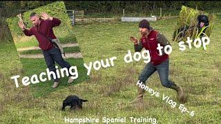 Teaching my gundog to stop Honeys Vlog Ep-6