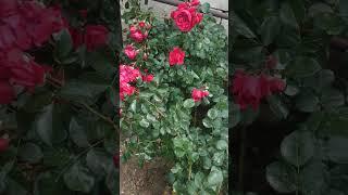 Плетистая роза  Флорентина
