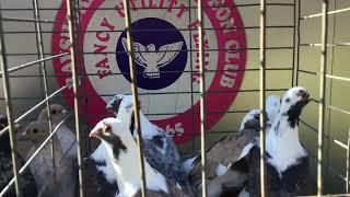 Fancy Pigeons for sale at Central Jersey Variety Pigeon Club Show outside stands