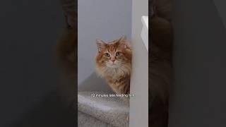 I'm lucky he's hungry or I'd for sure be in the void right now  #cat #cute #cutecat #catvideos