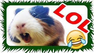 Meerschweinchen FAIL - Outtakes | Die Meeries