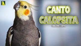 Canto de Calopsita: 1 Hora Para Treinar Calopsitas (Canto Próprio)