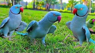Blue Ringneck Parrot Videos Compilation