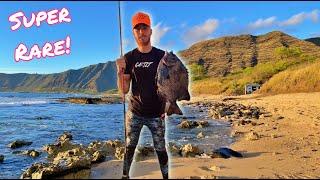 Caught the RAREST fish on Oahu with 3Prong / KnifeJaw Catch n Cook / Spearfishing Hawaii