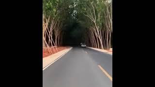 Have Ever Seen This Tree Tunnel... Simply Amazing!