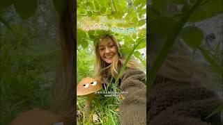 How has your mushroom hunting been going lately? ‍🟫 #foraging #wildfood
