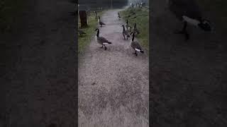 Kleine Morgenrunde am Haus am See Decksteiner Weiher in Köln mit Kanada Gänsen