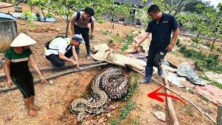 Brave Hunter Kill 2 Giant Snakes Crawling Into Residential Area