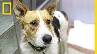 Saved Sochi Dogs Arrive in U.S. | National Geographic