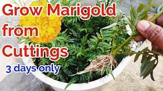 Grow Marigold from Cuttings at home/fastest Growing technique of marigold from cuttings