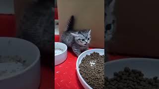 #cat #funny #happycats #catmemes #music #memes #trending #trendingshorts #new #reels