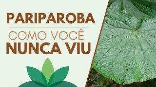 A PARIPAROBA como você NUNCA VIU!