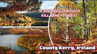 The Hidden Wonders of Killarney Forest | A Journey Through Ireland’s Diverse Ecosystems and History|