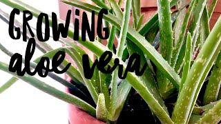 Growing Aloe Vera on How to Grow a Garden with Scarlett