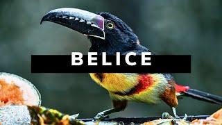 BELICE DOCUMENTAL DE VIAJE | El Reino del Mono Aullador