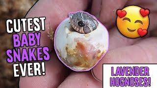 More Lavender Hognose Snakes Hatching!