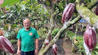 WATCH! NO MORE SECRETS! Para kang nag HANDS-ON TRAINING on CACAO NURSERY, ORCHARD MANAGEMENT