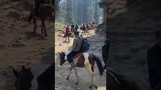 Pony ride to Baisaran Valley, located just 5 kilometers away from Pahalgam in Kashmir