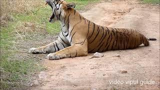 Tiger resting with full confident @ranthambhore tiger safari