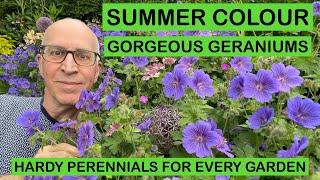 SUMMER COLOUR – GORGEOUS GERANIUMS – HARDY PERENNIALS FOR EVERY GARDEN