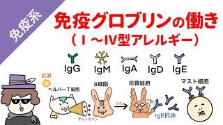 免疫グロブリンの働き（1型、2型、3型、4型アレルギーの機序）