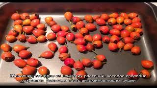 Как сушить шиповник