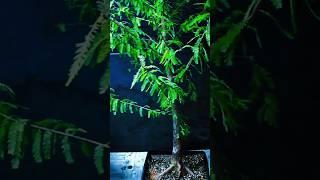 HOW to make BONSAI from a LARGE tree  #bonsai #japan #workshop #garden
