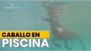 CABALLO EN PISCINA