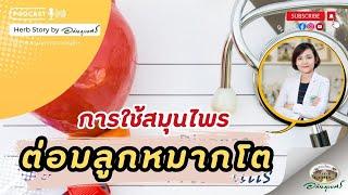 การใช้สมุนไพร รักษาต่อมลูกหมากโต l Podcast อภัยภูเบศร (2024)