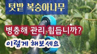 텃밭 복숭아나무 병충해 방제 - 이렇게 해보세요 # 복숭아나무 병충해 #사용농약 #살포시기
