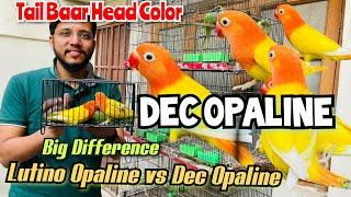 Dec Opaline Pair | Big Difference Lutino Opaline vs Dec Opaline | Tail Baar Head Color